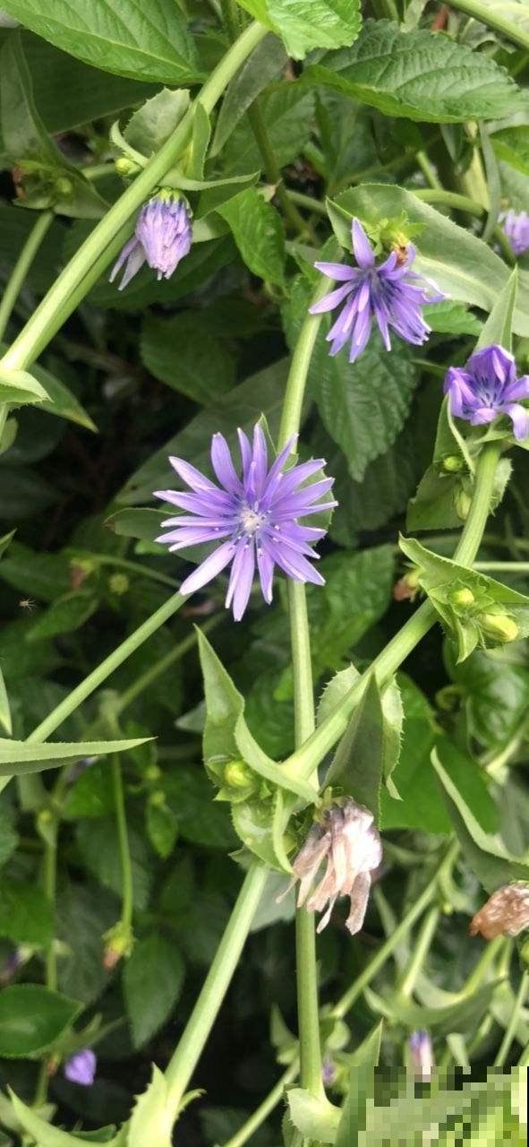 农村常见的野草，现在30块钱一斤，城里超市买不到