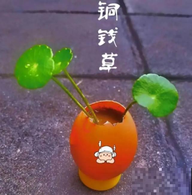 家里的“垃圾”留下，拿来养花效果好，颜值超高