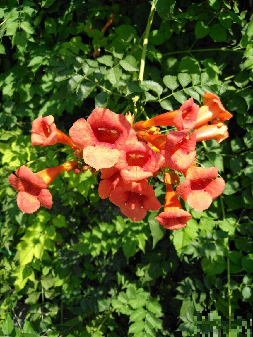 能“上房揭瓦”的凌霄花,种在篱笆上后悔了,邻居都要来投诉 能“上房揭瓦”的凌霄花,种在篱笆上后悔了,邻居都要来投诉