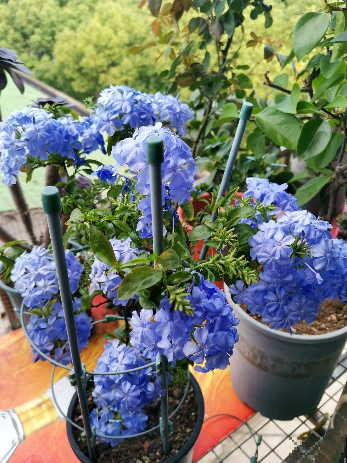 养花离不开施肥，5种常见肥，用对了效果翻倍