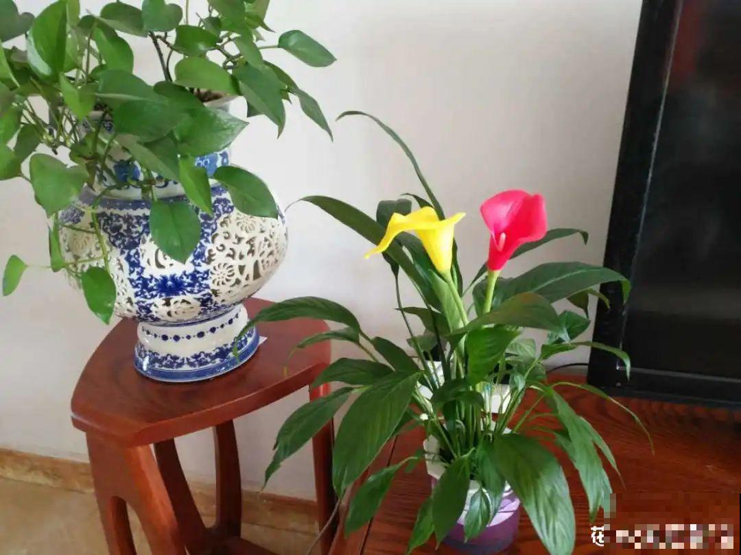 腊月买花要睁大眼,这8种花别要,养不活还浪费钱 腊月买花要睁大眼,这8种花别要,养不活还浪费钱