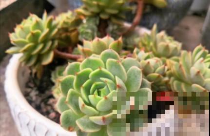 蟹爪兰、长寿花僵苗,必须掐几下,重新换盆养! 蟹爪兰、长寿花僵苗,必须掐几下,重新换盆养!