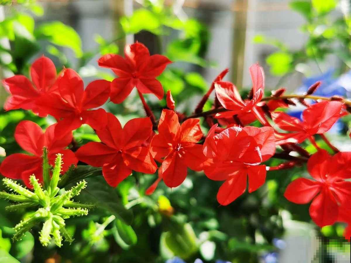 羡慕有个院子能养花？不仅身累还心累，真正经历了才知道一地鸡毛