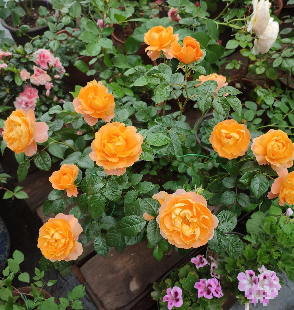 1种“养人花”,开花又大又好看,还能用来做吃的 1种“养人花”,开花又大又好看,还能用来做吃的