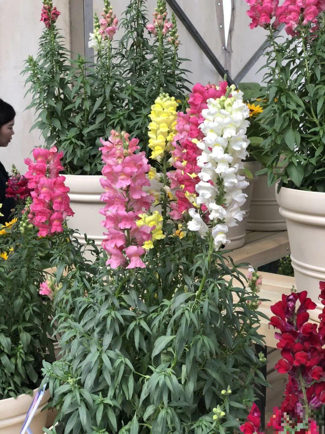 7种花养在家,可爱又个性,开花像小动物 7种花养在家,可爱又个性,开花像小动物