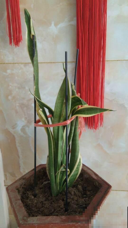 1种花是出了名的“受虐植物”，塞进小盆少浇水，才能长得壮