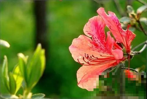 5种植物越养越枯，老手都养不活，再好看也慎养