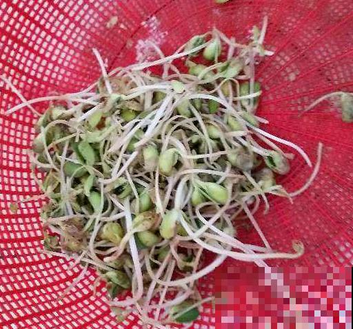 阳台也能打造菜园子，现在种1个月后就能吃，省下多少买菜钱