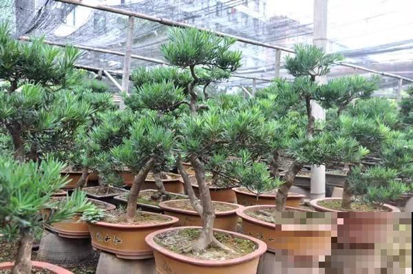 养花这么多年，“4种树”很值钱，个个都是“摇钱树”