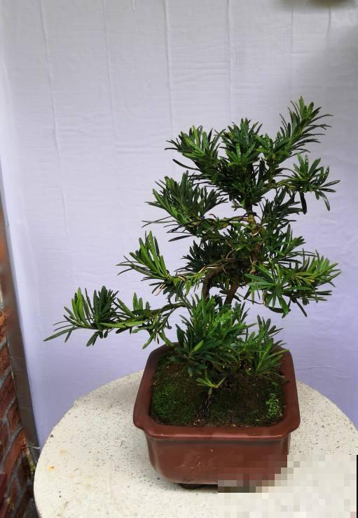 4种植物是“丑八怪”，养在家里安全感十足，有镇宅好兆头