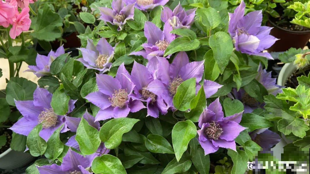 9种花,冬天狠心剪一刀,剪对了明年妥妥爆花 9种花,冬天狠心剪一刀,剪对了明年妥妥爆花