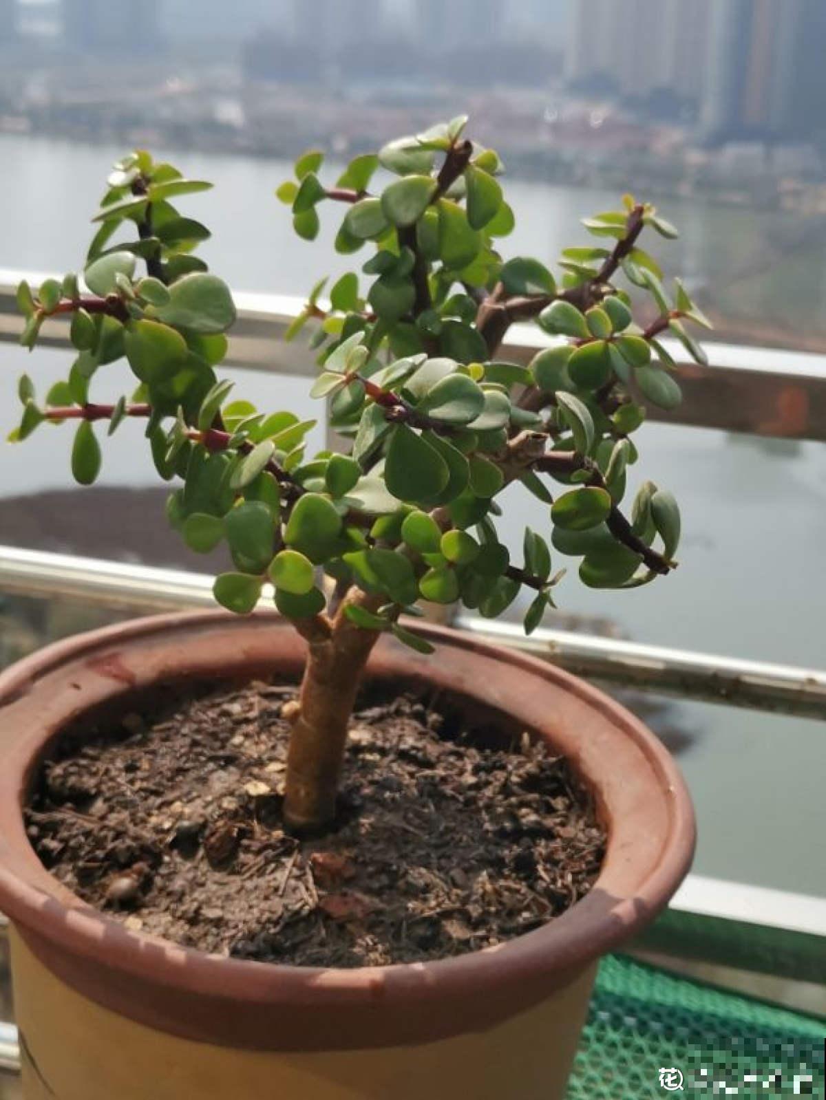 养花离不开施肥，5种常见肥，用对了效果翻倍