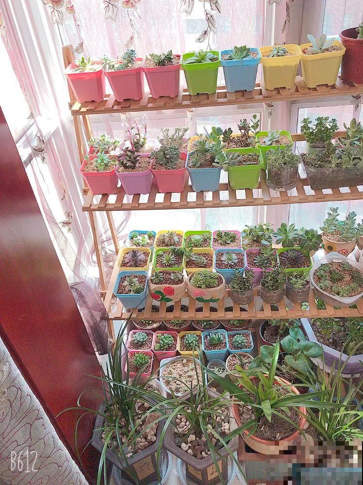 3个养花“禁地”，摆放花盆一定养不好