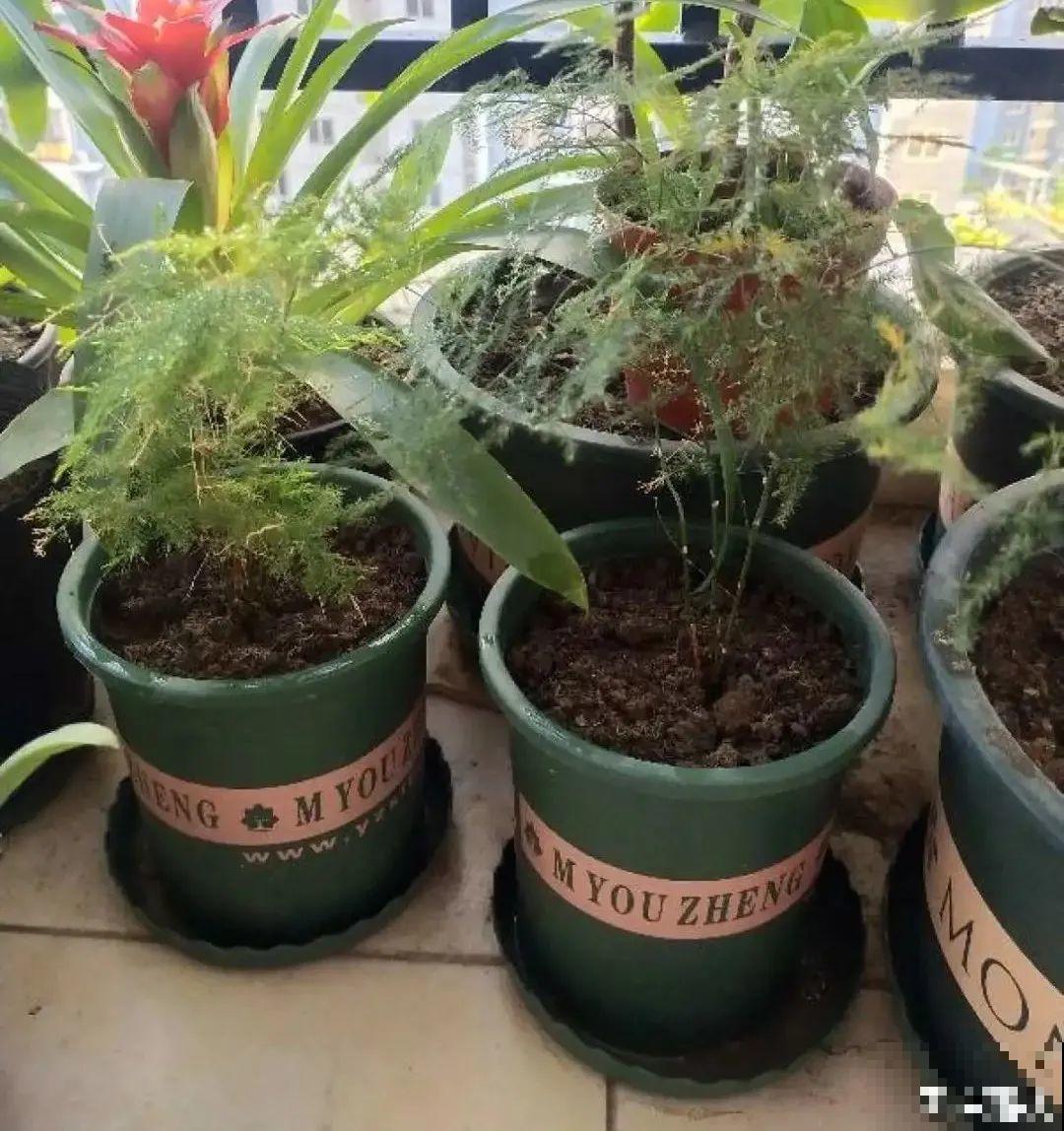 15种花，冬季浇水要注意，浇错了容易冻伤