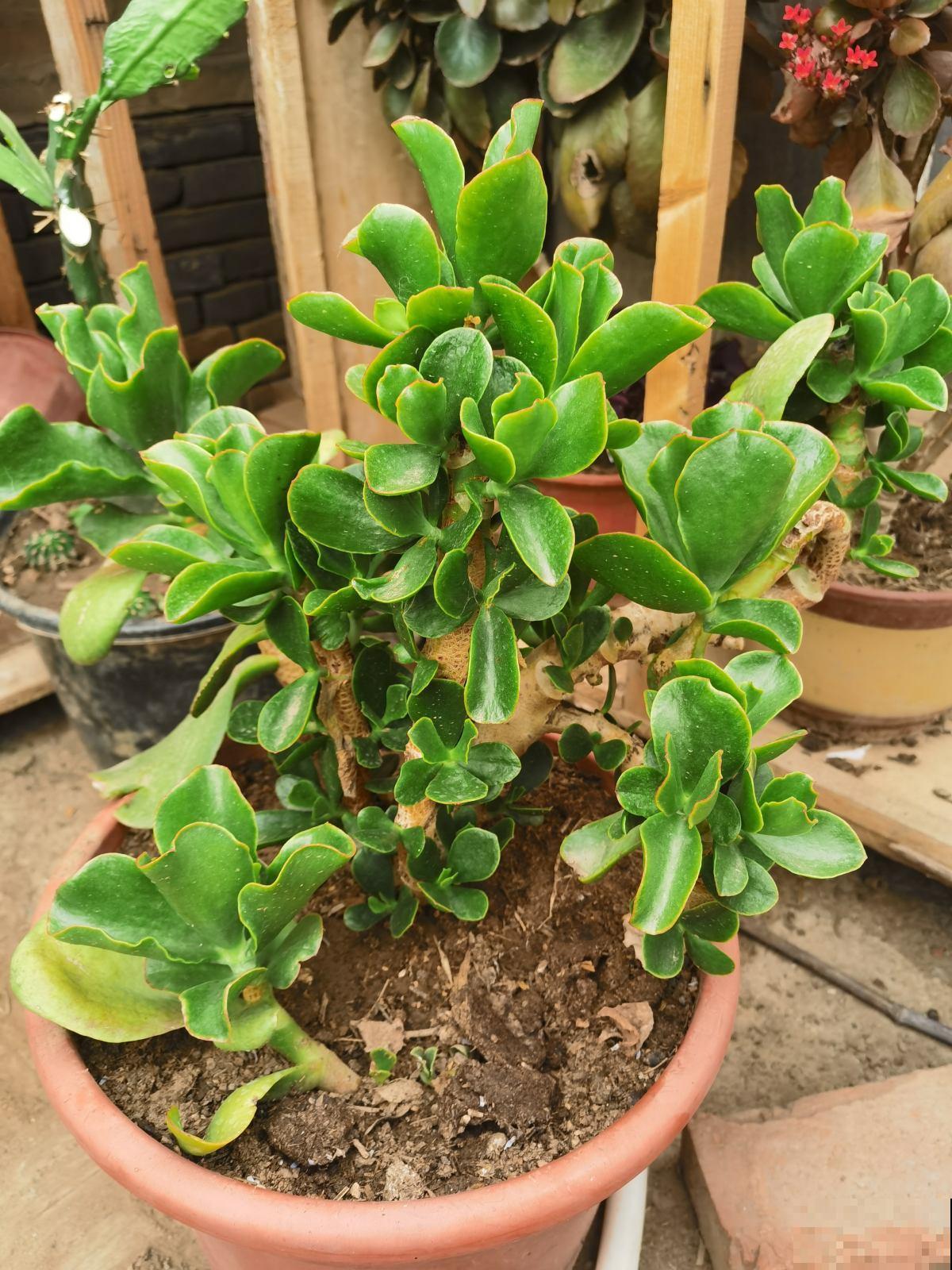 特怕水的4种植物，水别乱浇，长得能更好