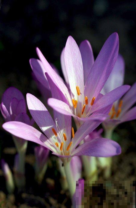 秋天常见的60种花，最全花卉图谱，收藏起来慢慢看