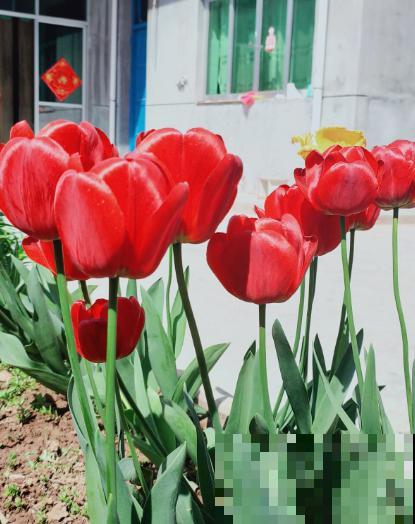 家有小孩和宠物,不要养这8种花,食用了得马上去医院 家有小孩和宠物,不要养这8种花,食用了得马上去医院