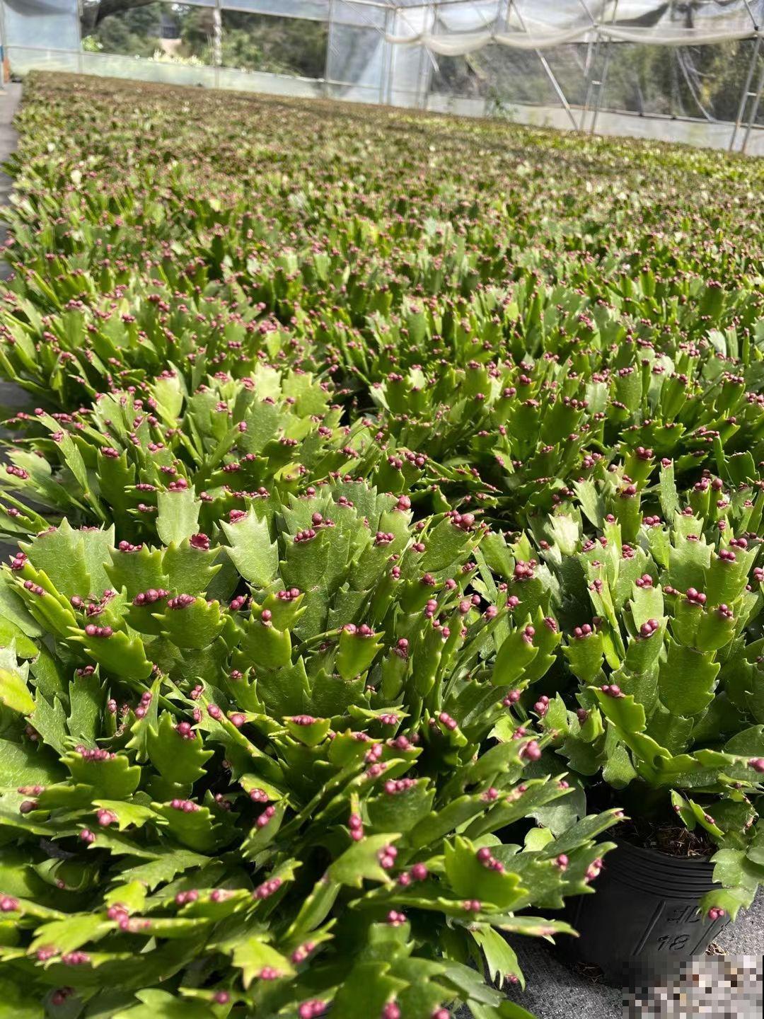 8种省钱养花妙招，学会5个，就能省下一大笔钱