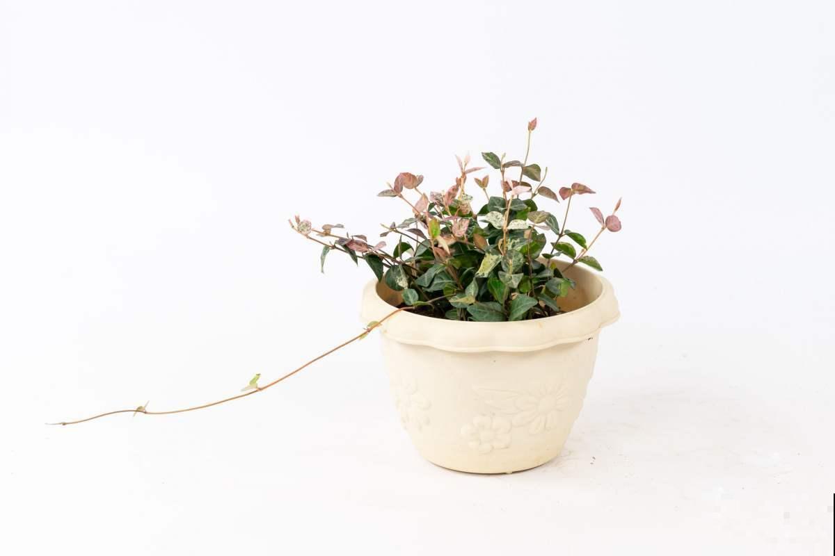 大火的“磷酸二氢钾”，养护要记住8个小秘密，不然植物不开花