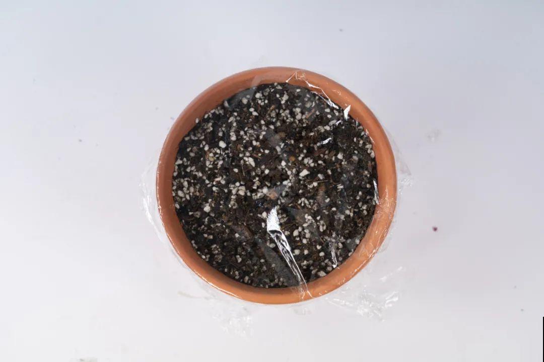 长筒花是“室内花量王者”，没光也能开爆盆，阳台党福音