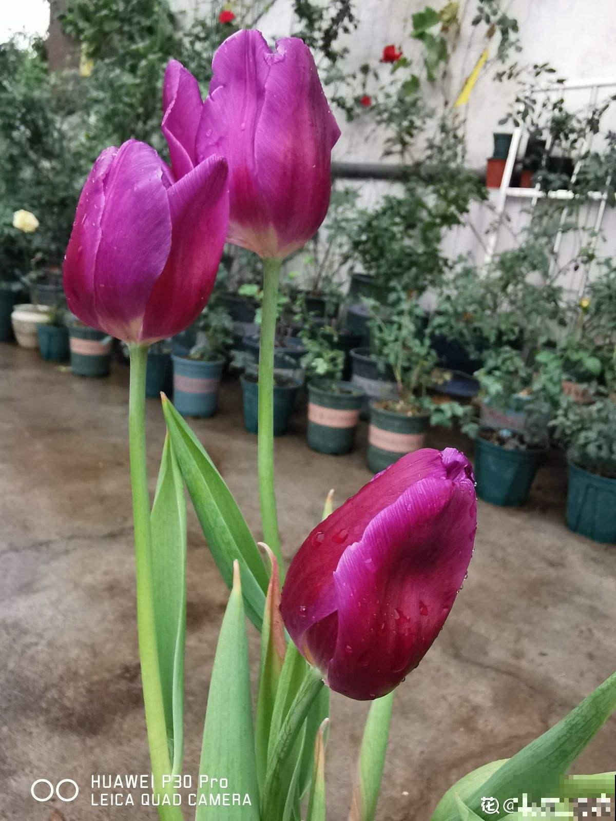 土里埋个“大杏仁”,冬天冻一冻,明年春天花开满园 土里埋个“大杏仁”,冬天冻一冻,明年春天花开满园