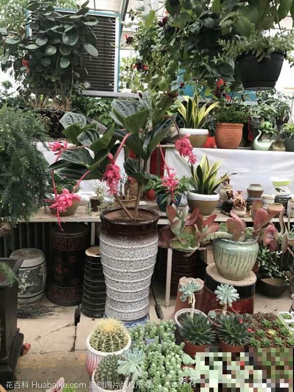 植物中的“贵族”，一盆价格三百多，富贵人家都爱养