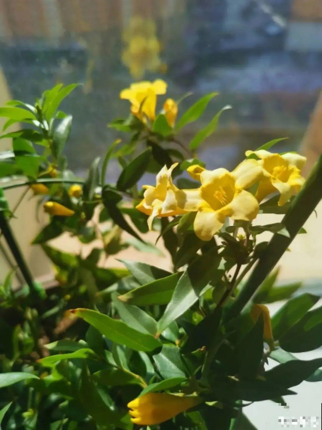 花量巨大的法国香水,被称作开花界“航空母舰”,花期能有大半年 花量巨大的法国香水,被称作开花界“航空母舰”,花期能有大半年