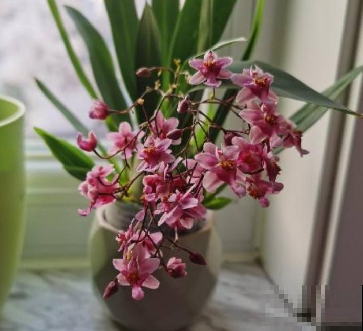 自带体香的5种花，家庭净化小能手，这下钱花的值