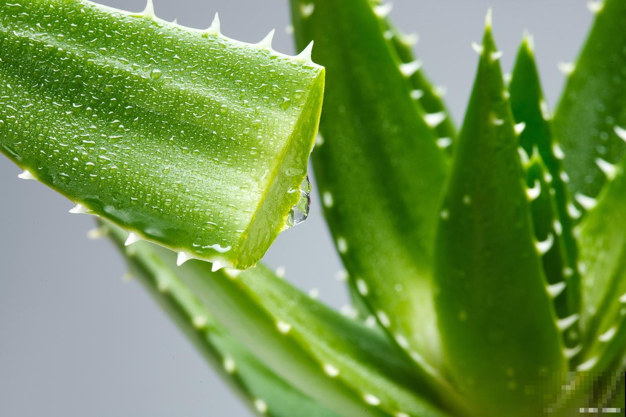 常见20种净化空气的室内植物