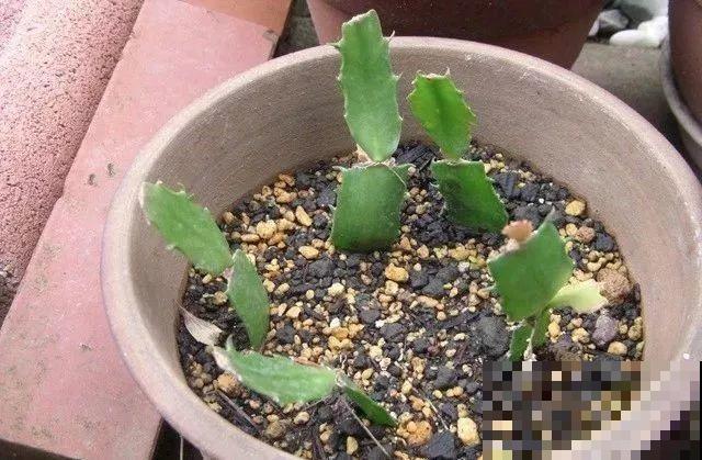 蟹爪兰软趴趴、掉花苞？它有“5怕”，避开后，叶片硬如铁！