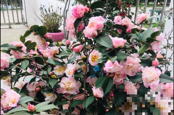 1种花特耐寒,冰天雪地也开花,颜色热闹火红 1种花特耐寒,冰天雪地也开花,颜色热闹火红