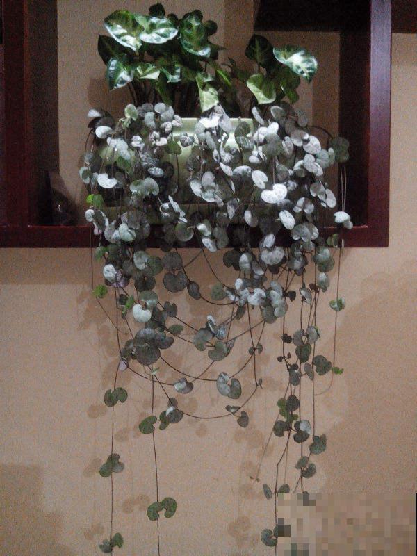 很耐阴的多肉,爱之蔓在秋天养,到底晒好还是不晒好 很耐阴的多肉,爱之蔓在秋天养,到底晒好还是不晒好