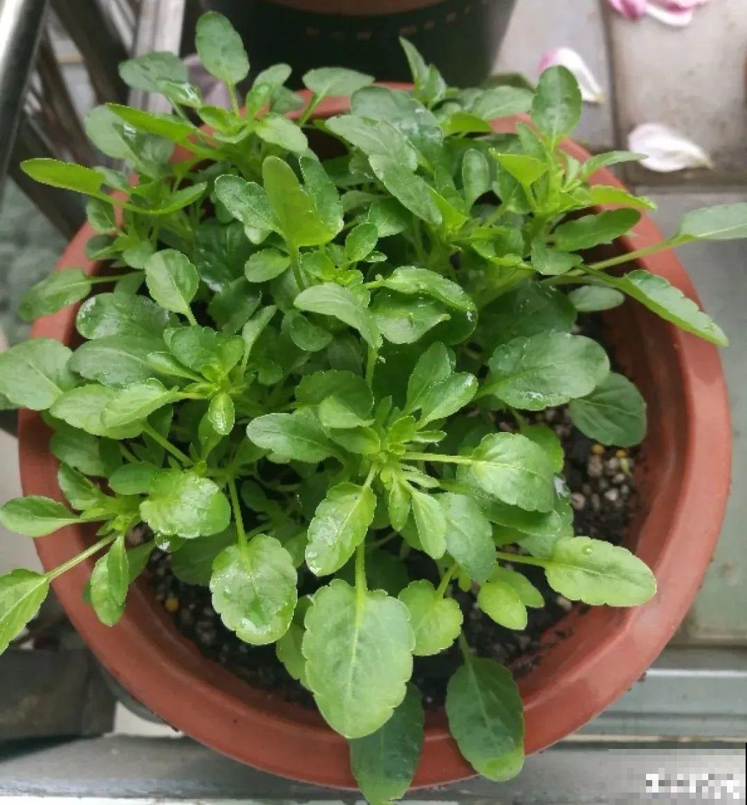 秋天在家养盆“香香花”，满屋子香味，还特耐寒