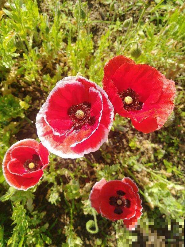 民间传说不吉利的5种花,养在家里有忌讳,真相真的是这样吗? 民间传说不吉利的5种花,养在家里有忌讳,真相真的是这样吗?