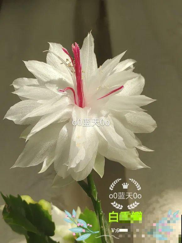 蟹爪兰软趴趴、掉花苞？它有“5怕”，避开后，叶片硬如铁！