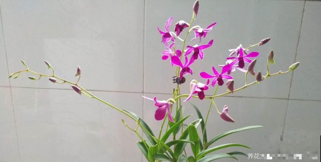 年底养盆石斛兰,养人养身心,堪称“家庭小药箱” 年底养盆石斛兰,养人养身心,堪称“家庭小药箱”