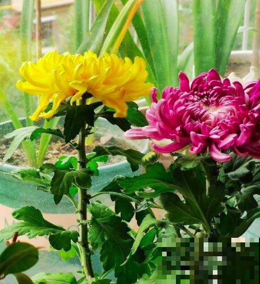 人老了，爱上了养中草药，7种花年纪越大越喜欢