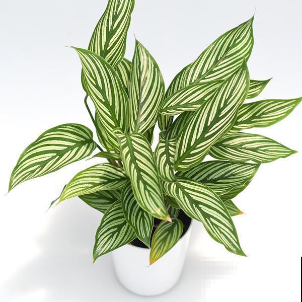 今年超火的10种网红植物，气质满满，养在家里提升格调