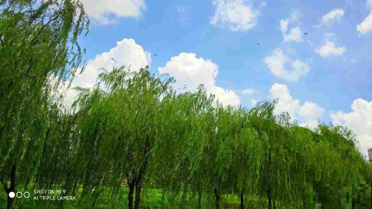 养花先养根,3个养根小技巧,植物呼呼长出白根 养花先养根,3个养根小技巧,植物呼呼长出白根