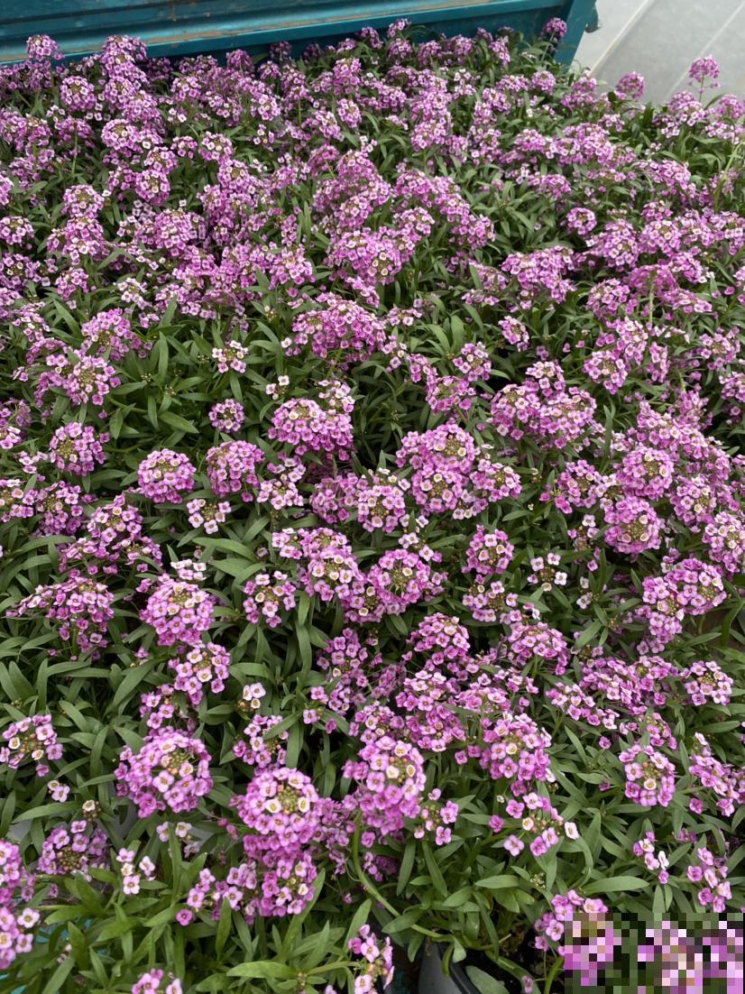屋子里养盆“香香花”，邻居却说不吉利，还让我赶紧扔掉