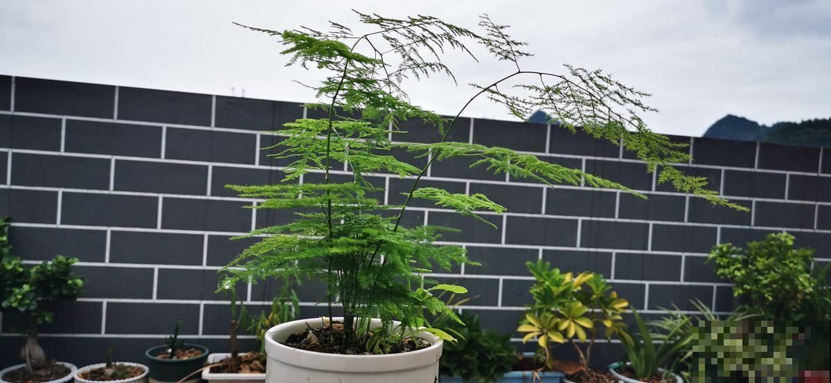 戳破3大谎言，让文竹“起死回生”，不信你试试