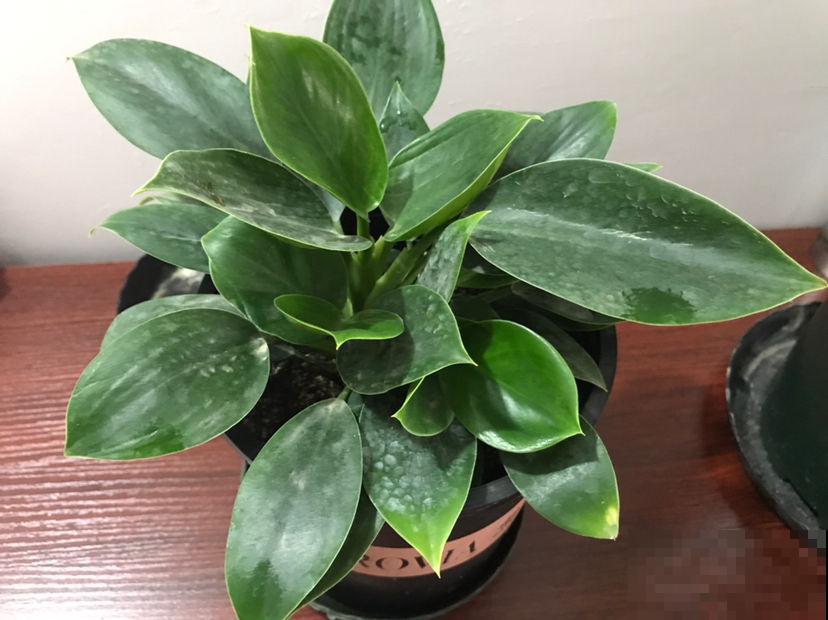 4种花有“旺宅”说法，养在家里“镇宅”，安全感十足