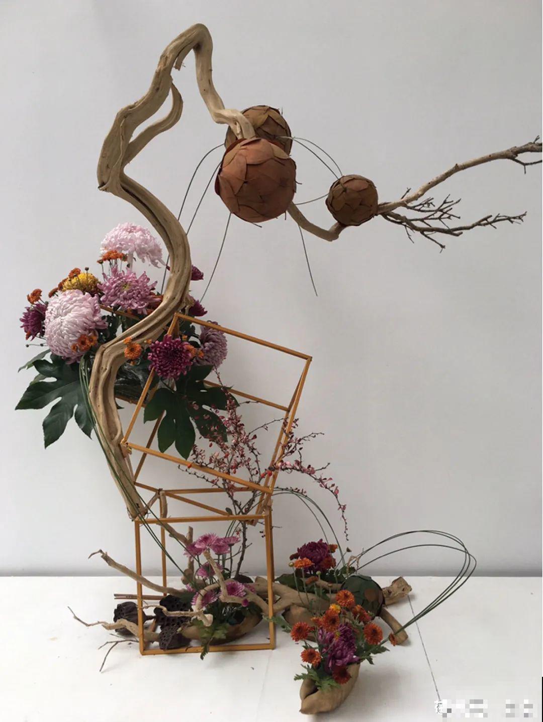 一盆菊花一万二，能开出七个颜色，真是少见