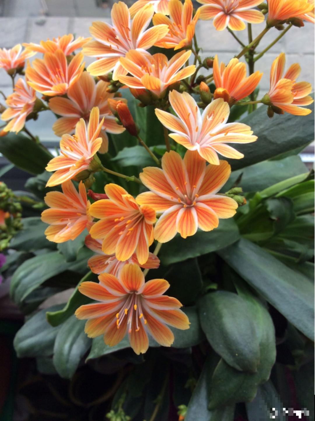 颜值超高的小清新植物,一年到头都在开花,而且越开花越多 颜值超高的小清新植物,一年到头都在开花,而且越开花越多