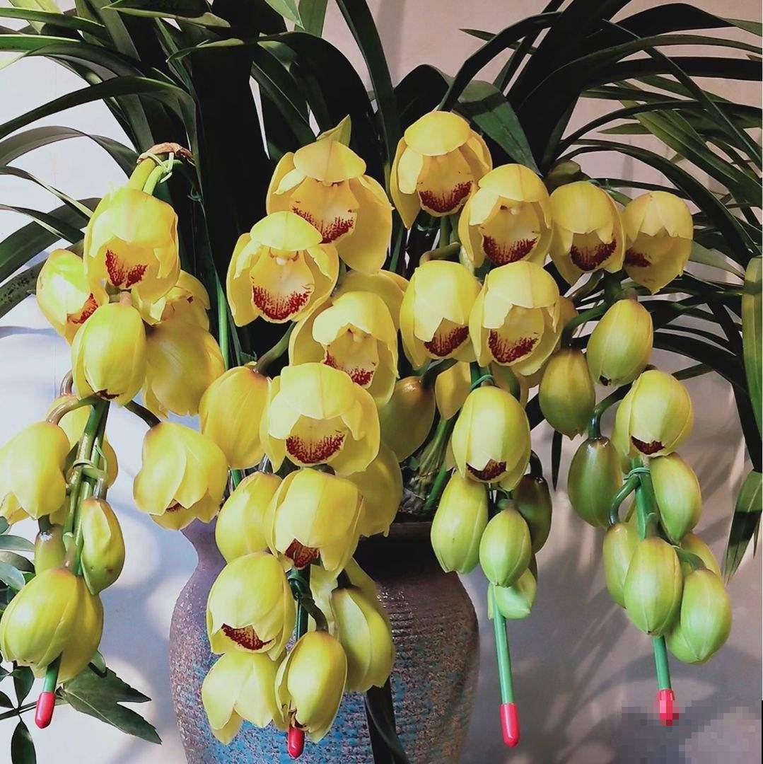 退休老人都爱的花，关键是好养爱爆盆，开花雍容还富贵