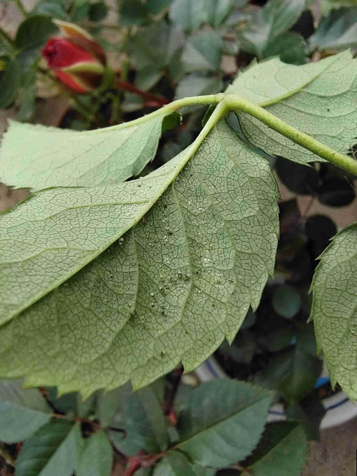 自制养花杀虫水，方便安全，养花特干净