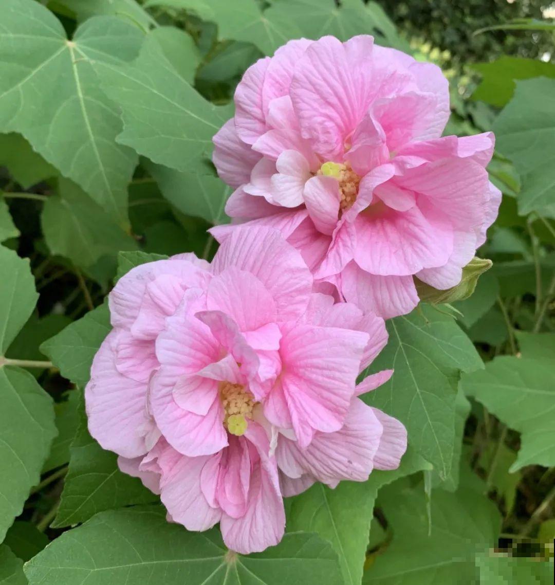 4组花长得太像,实在太容易认错,你能认出几个? 4组花长得太像,实在太容易认错,你能认出几个?