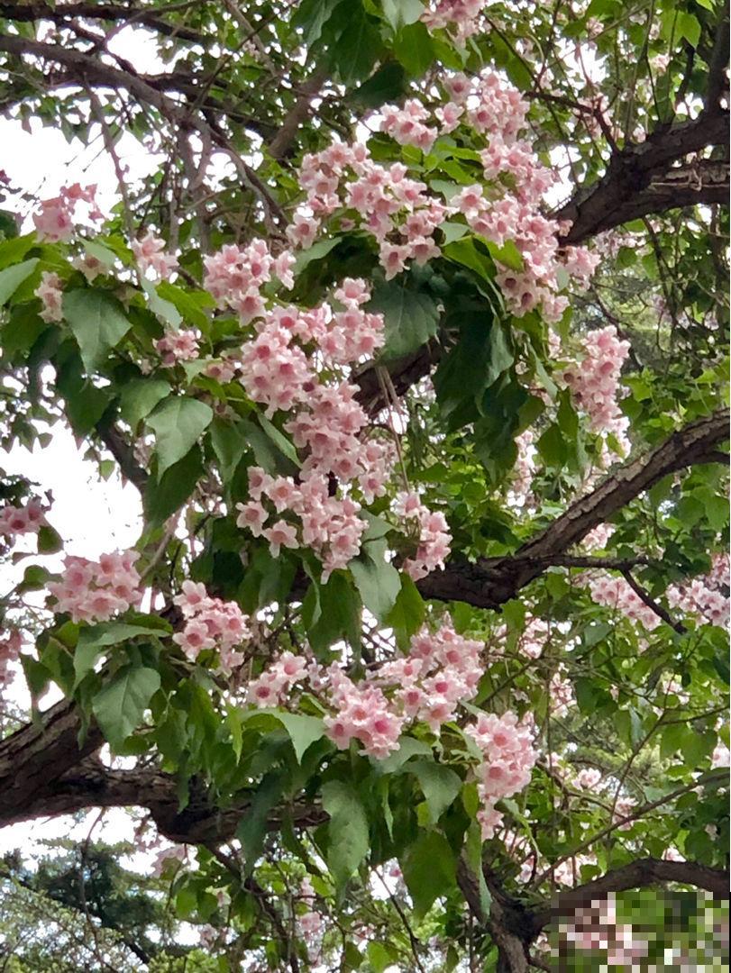 “吉树入吉宅,富贵自然来”,家里的6种树类盆栽,好看又吉祥 “吉树入吉宅,富贵自然来”,家里的6种树类盆栽,好看又吉祥