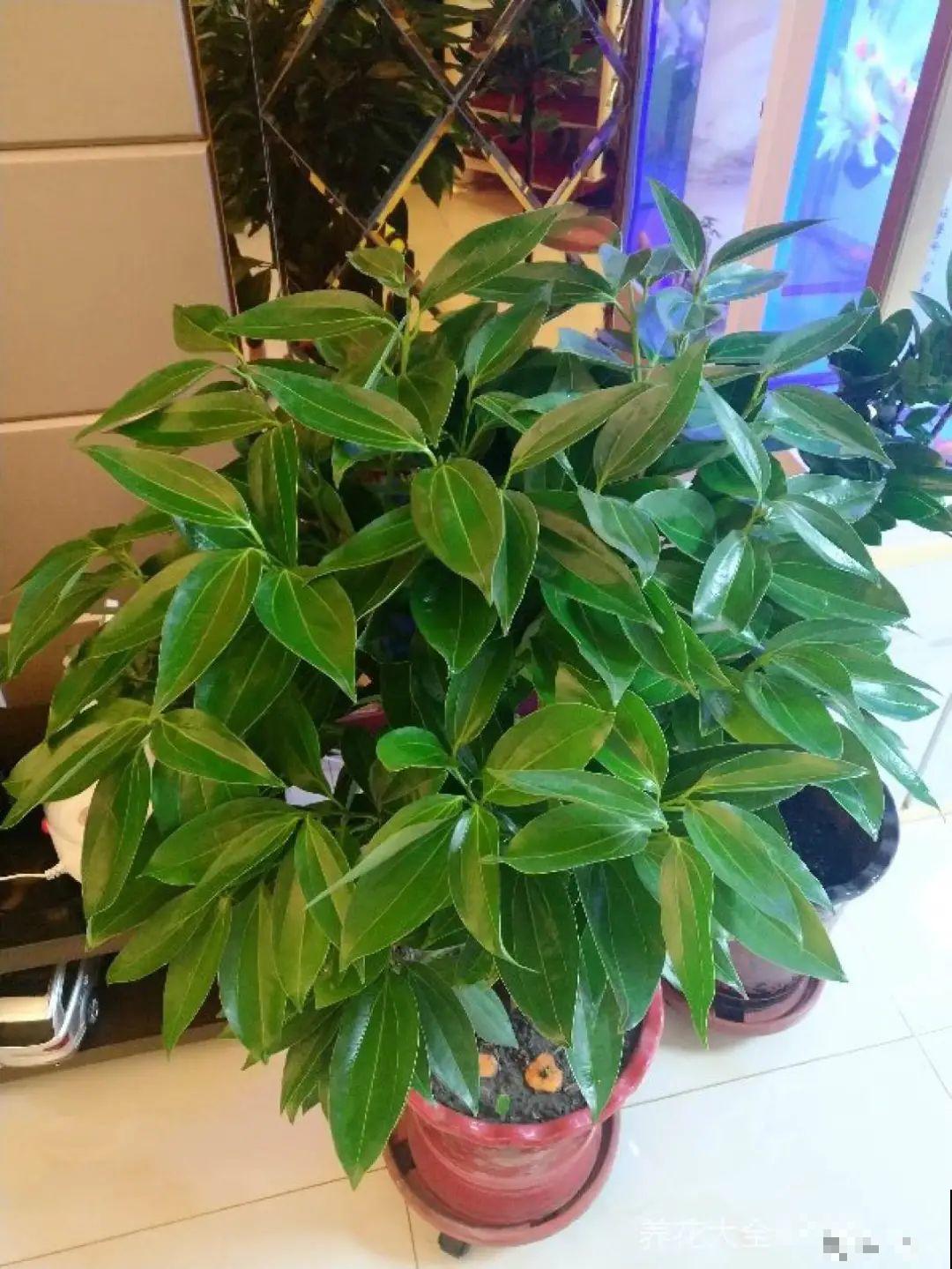 客厅养好树,子孙一直富,8种树养在家,镇宅有安全感 客厅养好树,子孙一直富,8种树养在家,镇宅有安全感