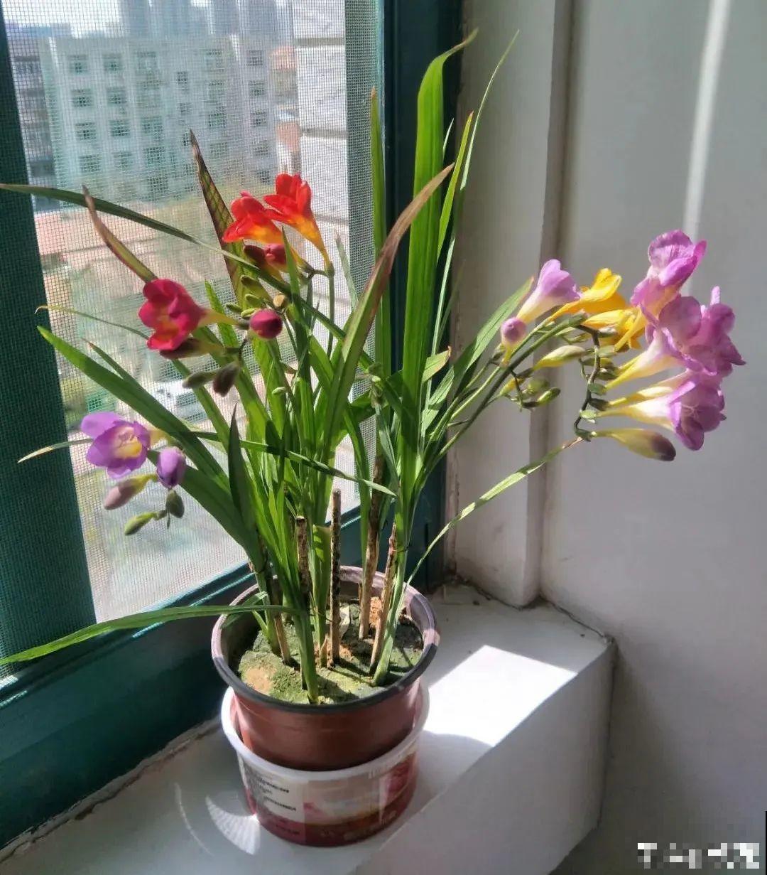 8种花养屋子里，满屋香味儿，雅致又唯美